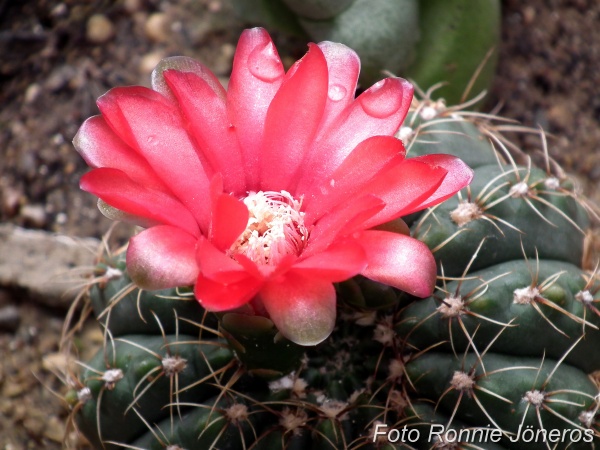 Gymnocalycium denudatum